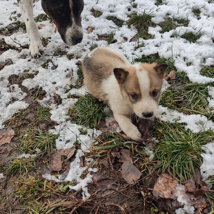 Щенки бесплатно.