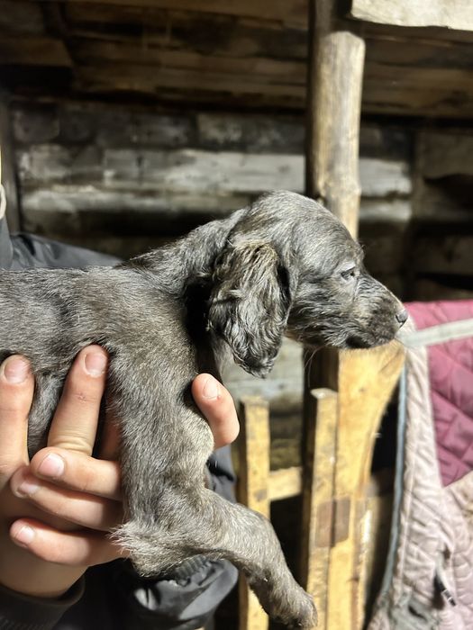 Тазы күшік сатылады