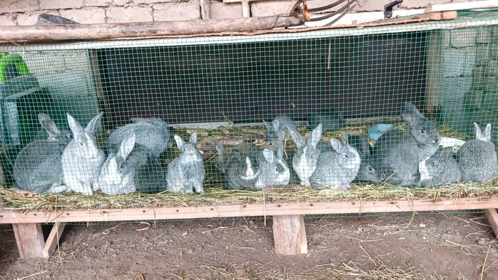 Kuyon bollari va erkelsri bor