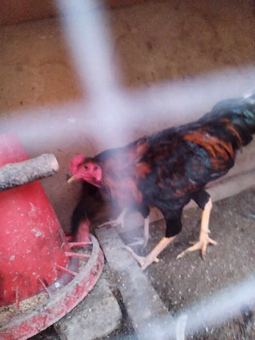 Хуроз  товуклар сотилади ёш