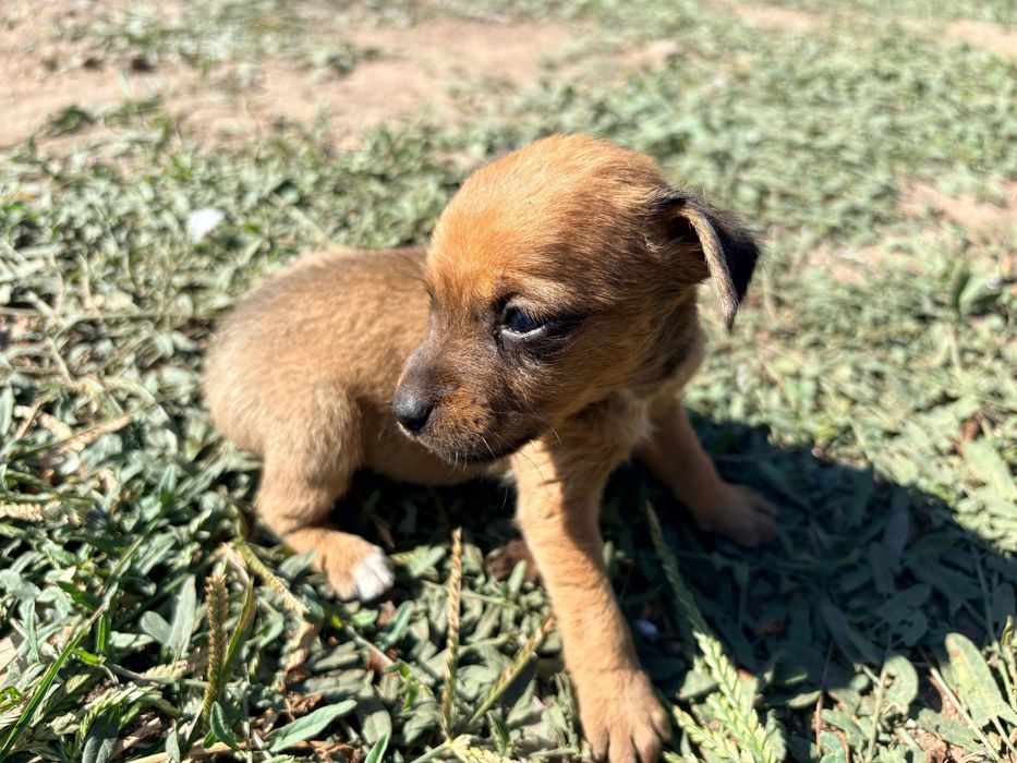 Малки пинчерчета