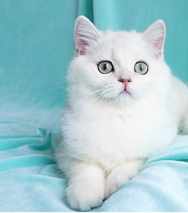 Британские шиншиллы