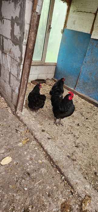Vând oua găini brahman , potarnichiu si austrolop negru