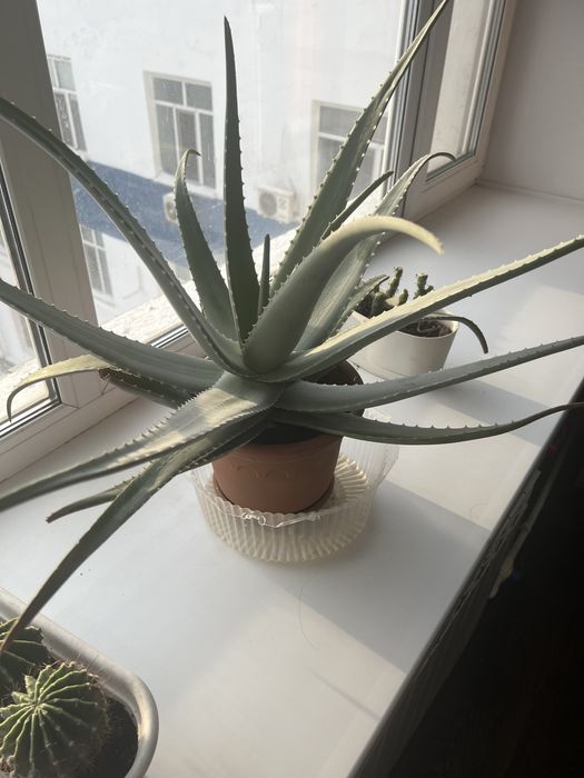 Продаю Цветок Алоэ вера