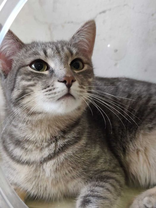 Котик мальчик возраст 8 месяцев ищет дом