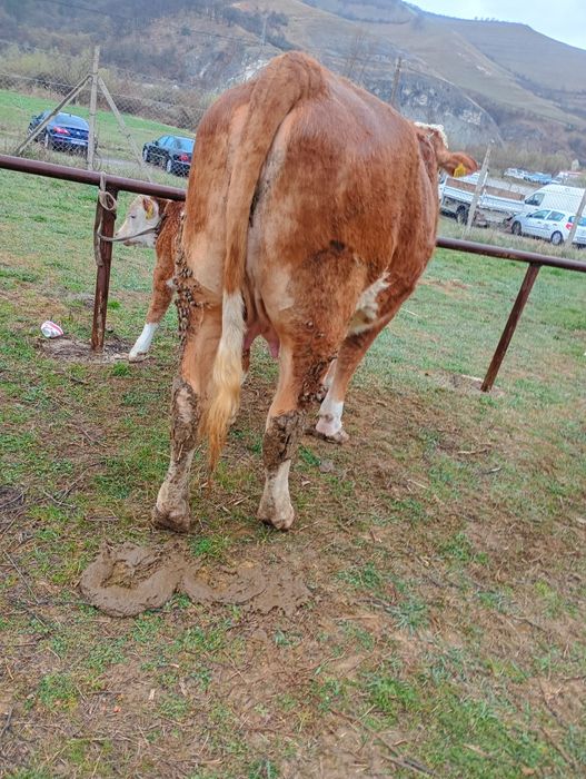 Vand junica cu vitel