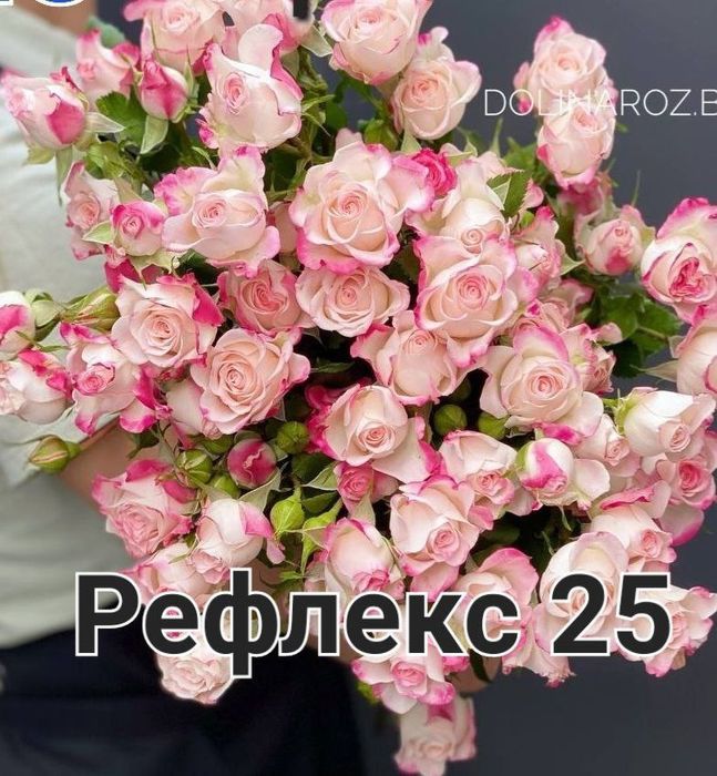 Atirgul ko'chatlari sotiladi