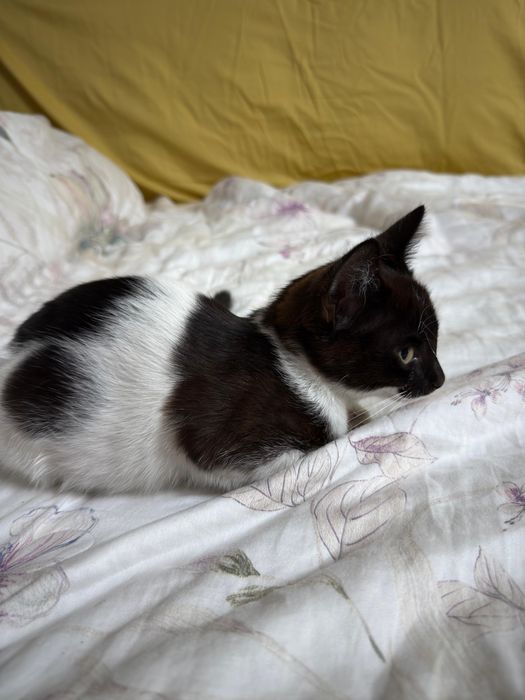 Котенок девочка в добрые руки