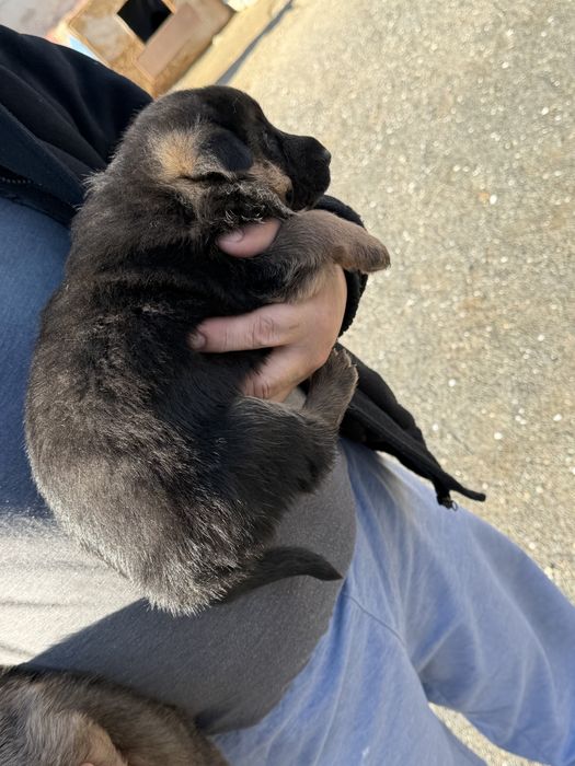 Немецкий овчарка  сатылады