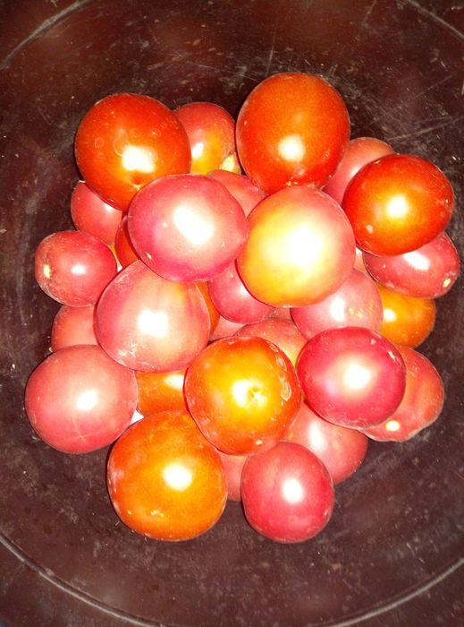 Продам помидоры домашние
