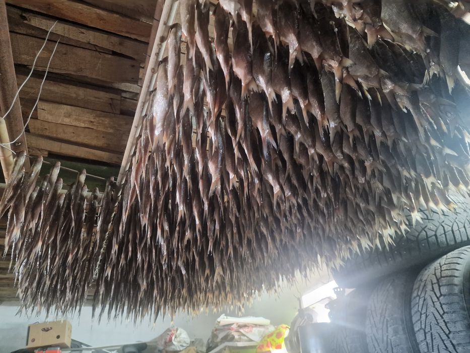 Балық рыбец, қақталған. Сушеный рыбец.