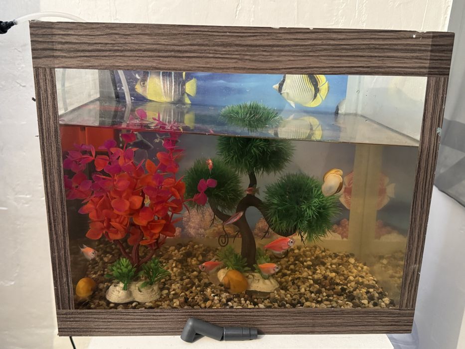 Продается аквариум с рыбками и улитками