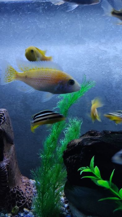 Akvarium 100 litr 900 000