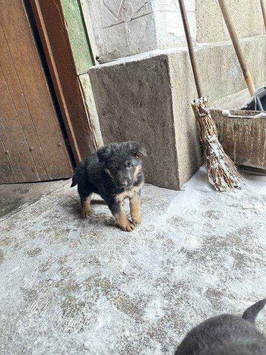 Продаем щенков немецкой овчарки