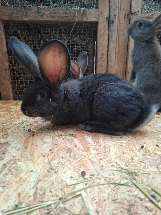 Urias German Gri Fier si Gri