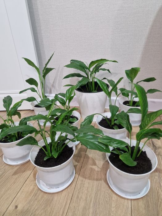 Продам цветы Женское счастье(спатифиллум)