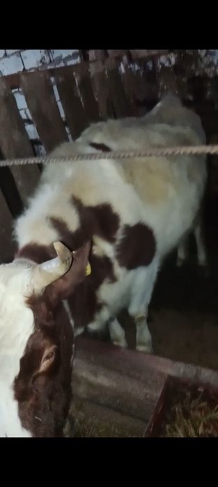 13 бас  буаз сыйрлар сатылады