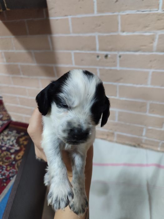 Спаниель щенки продам