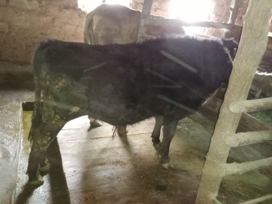 Бұқа, бір жас екі айлық.