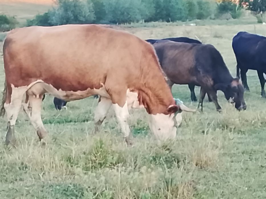 Vând vacă Bălțata Românească