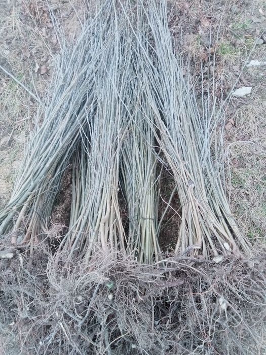 Puieți de salcâm paltin plop  0 03 bani