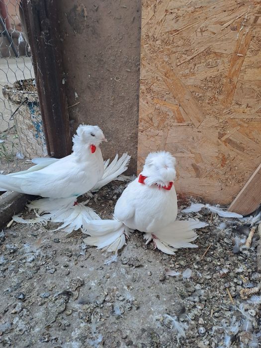 Închiriez porumbei pentru nunți