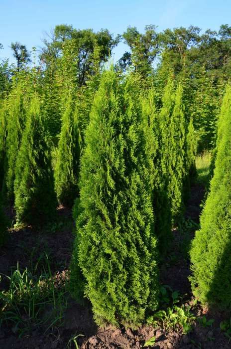 Oferta la tuia smaragd 1.7m - 3m