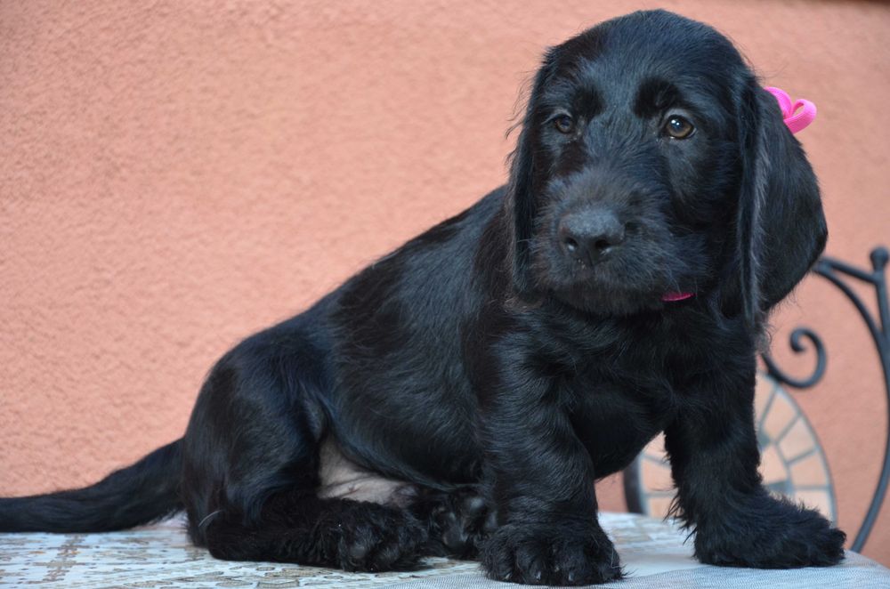 schnauzer negru, mascul 3 luni