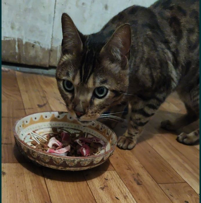 Бенгальская кошка