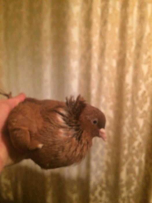 голуби бакинские