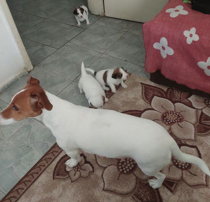 Джак ръсел и мини пинчер