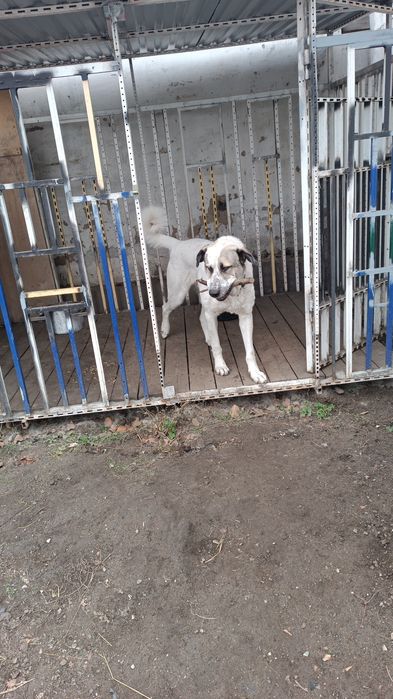 Отдам в хорошие руки