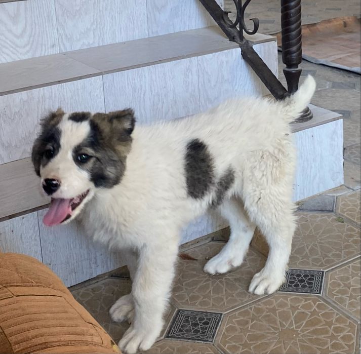 Сын азура продается 3 месяц обосованый