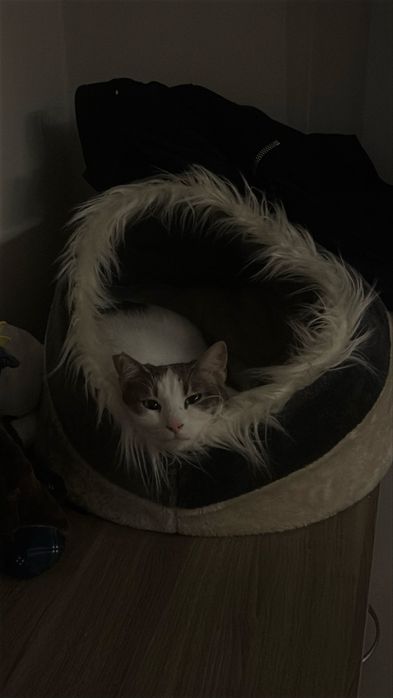 Подарявам коте на една година