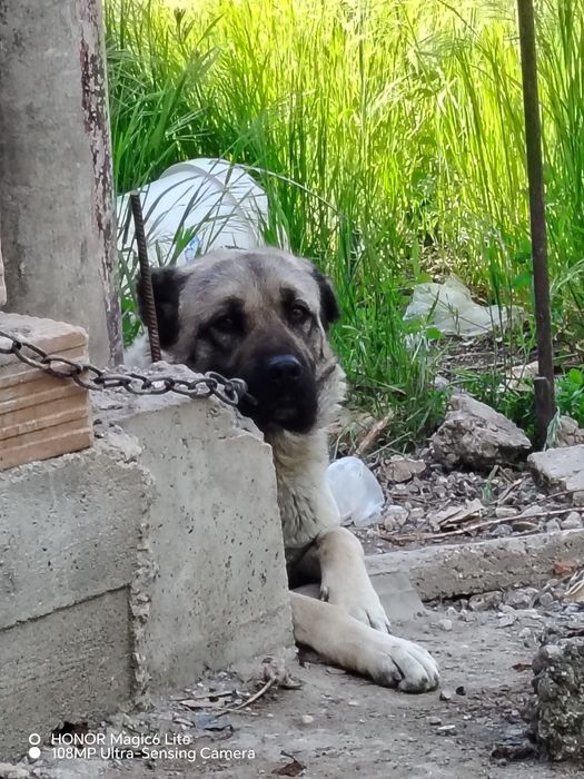 Кангал на 2 години