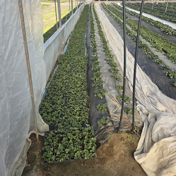 Разсад целогодишни ягоди