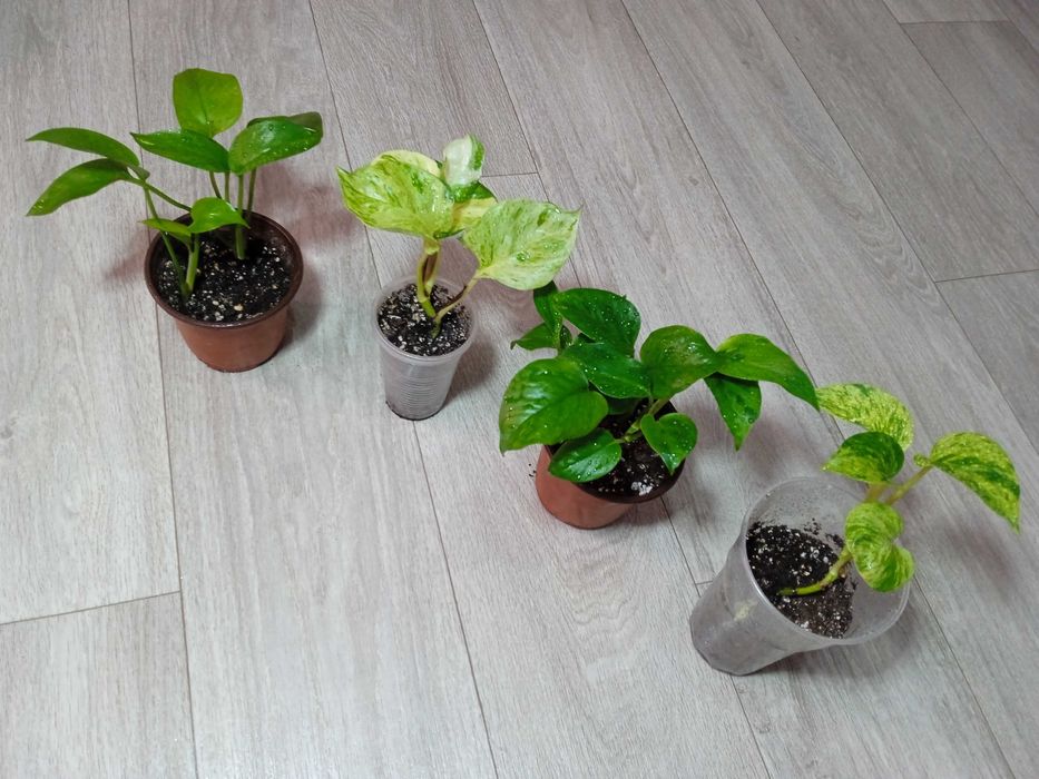 Продам эпипремнумы разногот вида