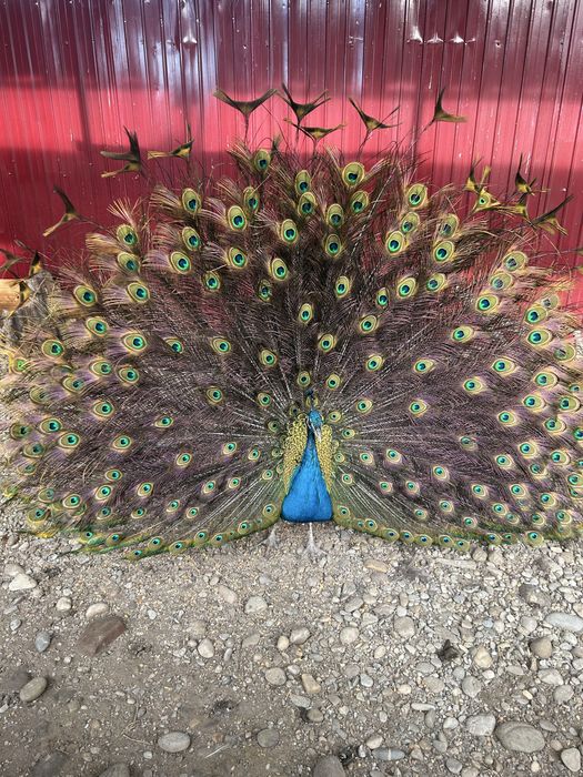 Pauni de 2 ani cauta casa noua