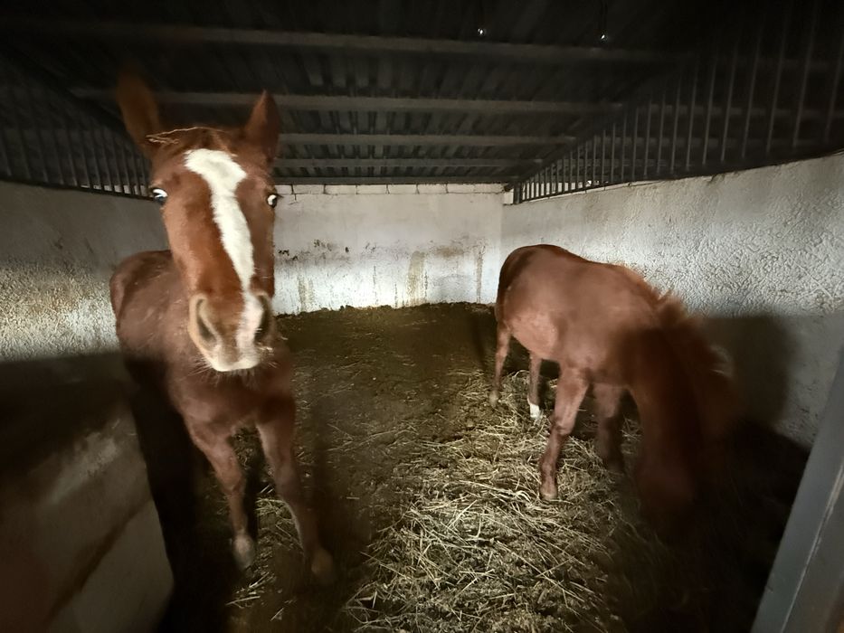 Продам Молодых Кабыл