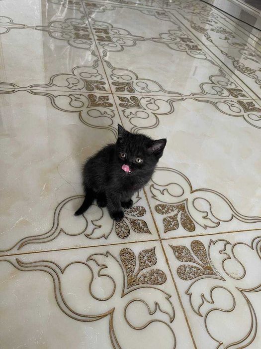 Шотландский прямоухий котёнок, девочка, чёрная, 1.5 месяца