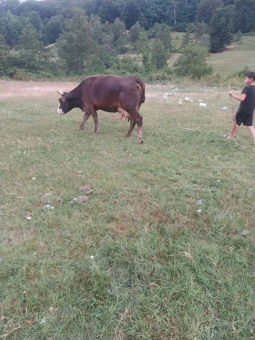 Vând vaca de talie medie prețul este negociabil