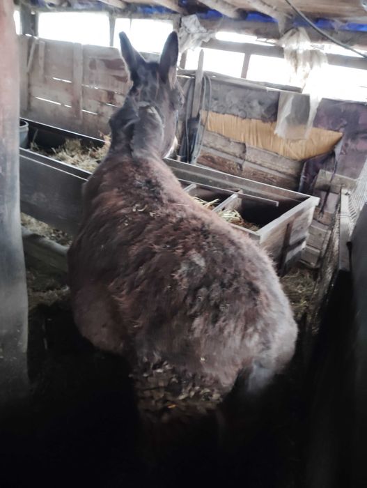 Vând 2 măgari femela gestanta și mascul