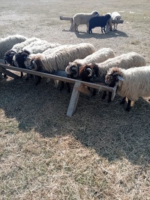 Vând berbecuț 20  lei kg în viu și 35  lei carcasă