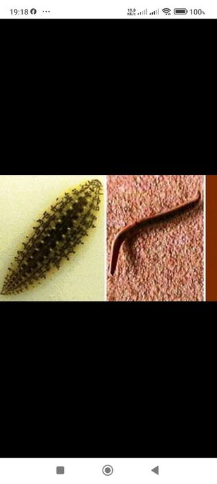 Ловушка для аквариумных паразитов.