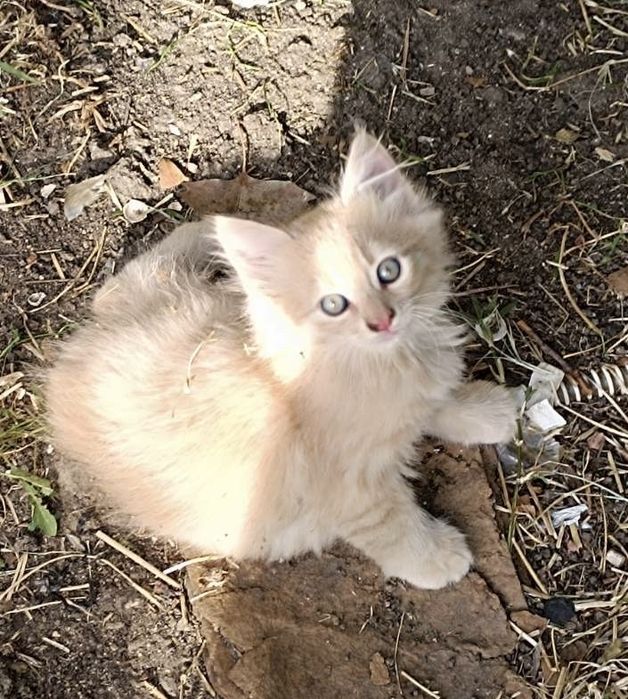 Спешно! Прекрасни котета търсят своя Човек!