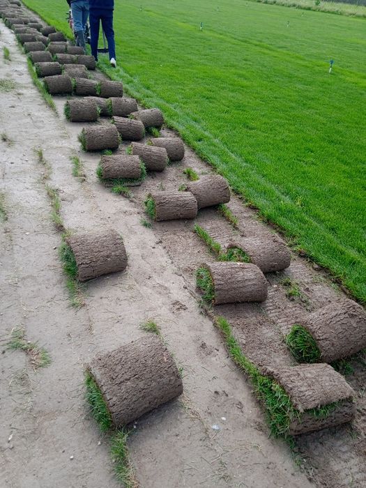 Газон ландшафтный дизайнер