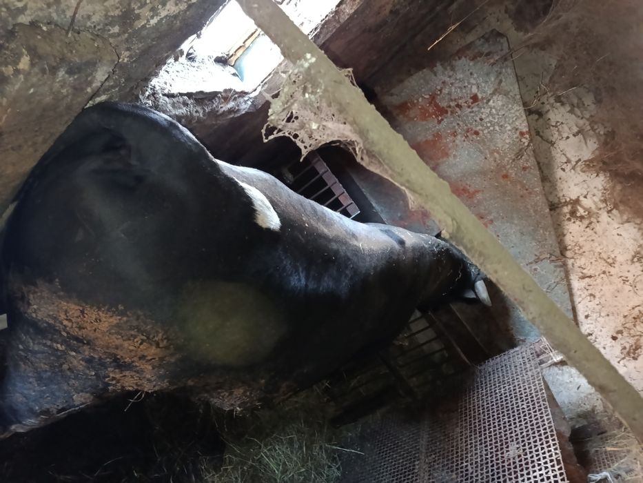 Продается бык на племя