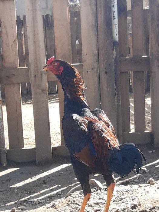 Дакан китай 100%