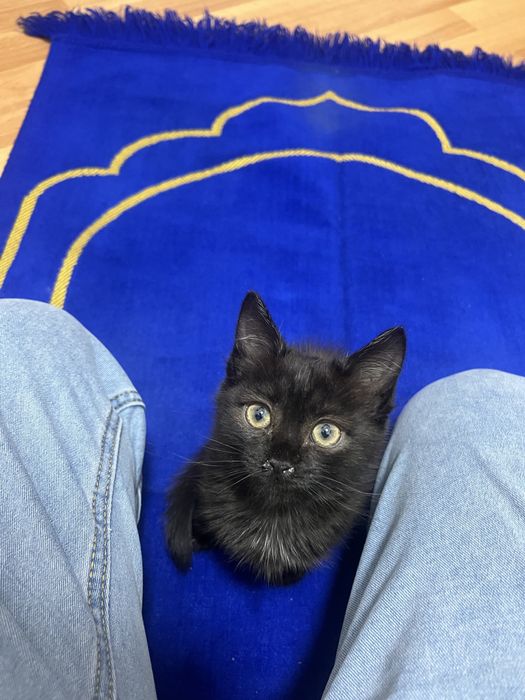 Отдам котенка на добрые руки