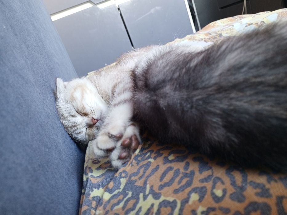 Шотланский котёнок девочка